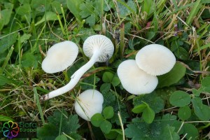 Hygrocybe virginea